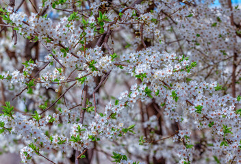 Beautiful blooming cherry tree branches with white flowers growing in a garden. Spring nature background.

