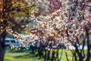 apricot branch blossoming in white flowers