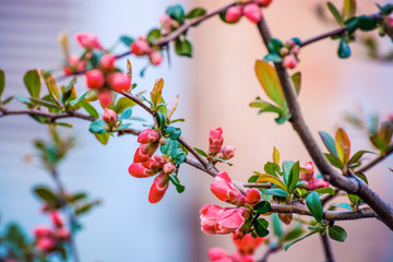 Flowers of henomeles in spring in the garden. Close-up