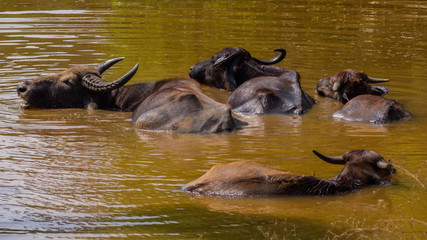 SRI LANKA