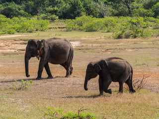 Fototapeta premium SRI LANKA
