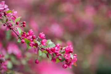 pink flowers of the small apple tree