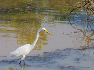 SRI LANKA