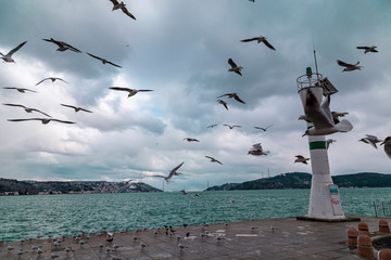 flying flock of seagulls on a pier near the water on a Sunny day. Seagulls flying near Light house. Light waves on the water. İstanbul Tarabya
