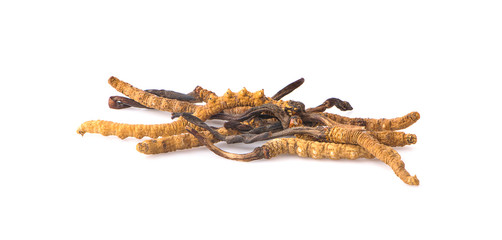 Ophiocordyceps sinensis (CHONG CAO, DONG CHONG XIA CAO) or mushroom cordyceps this is a herbs on white background