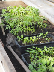 Greens grow in a garden home greenhouse.Young sprouts of tomatoes, peppers and eggplant.