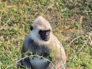 SRI LANKA