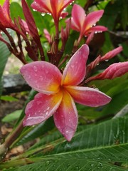 Pink frangipani flower