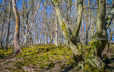 Bäume und Moos im Palmbachtal Taunus Hessen