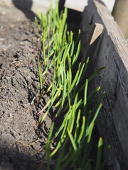 Young green garlic sprouts are planted in rows in the ground.Home vegetable garden.