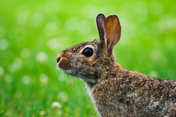 rabbit in spring grass