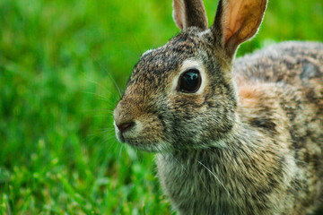 rabbit in the grass