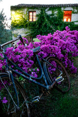 Bici antica appoggiata su un aiuola di fiori viola 