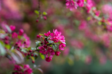 Obraz premium pink flowers of the small apple tree