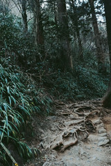 Rough natural trail into the mountain ,full of abundance tree, Mt.Kongo, Osaka,

Kansai, Japan