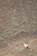 Naklejka premium Goat Capra aegagrus hircus in Jandia. Fuerteventura. Canary Islands. Spain.