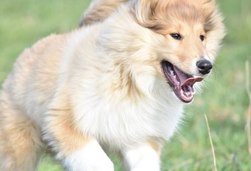 golden collie puppy dog