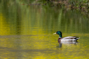 Male wild mallard duck floating on water with yellow flowers reflecting on the surface providing scenic scenery