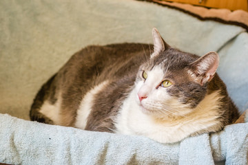 Portrait of a gray-white cat in a basket  © caocao191