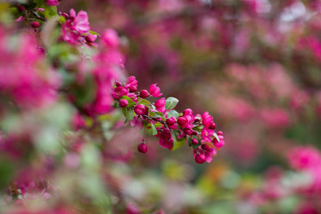Obraz premium pink flowers of the small apple tree