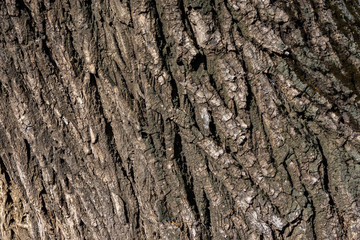 Close Up of Tree Bark