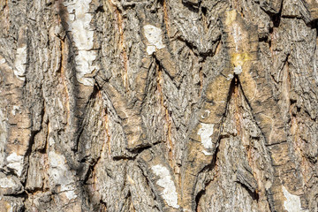 Tree bark texture. Nature wood background close up of a tree