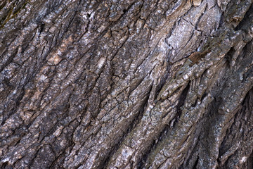 Close Up of Tree Bark