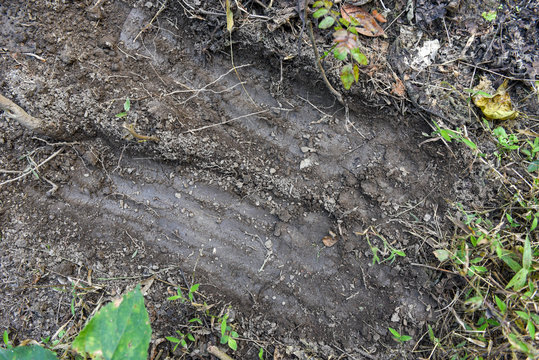 Tiger footprints at Chitwan national park in Nepal