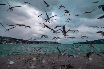 Group of wild seagulls, which flying against blue sky. Panoramic view of Famous tourist place Tarabya with seagulls on the front, Istanbul, Turkey