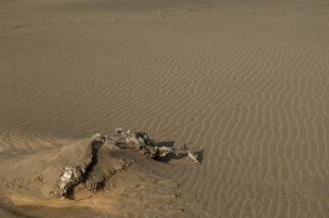 Skeleton of a goat Capra aegagrus hircus half-buried in the sand of the Cofete beach. Jandia Natural Park. Fuerteventura. Canary Islands. Spain.