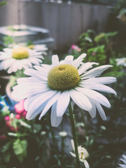Daisy flower in the garden.