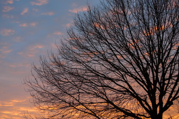 Beautiful morning and winter bright sunrise in January. Silhouette of tree oak