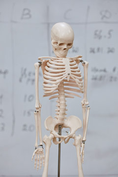 Model of a human skeleton on the background of a blackboard