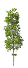 Fototapeta na wymiar Evergreen tall coniferous pine tree on a white insulating background on high resolution. 3D stock illustration.