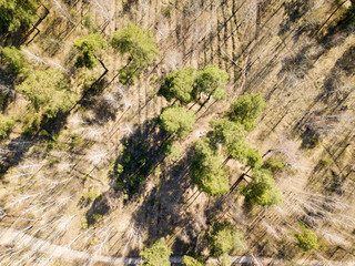 A dirt path in the coniferous forest in spring. Aerial drone view.