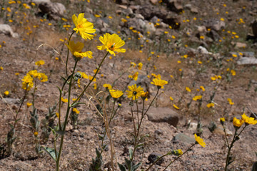 Bright yellow wildflowers on the side of a hiking trail in the mountains in the desert in spring time