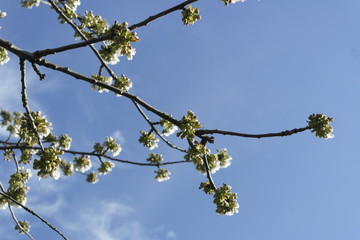 frühling