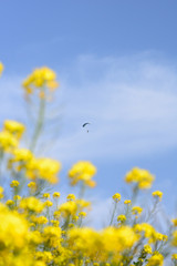 Fototapeta premium スカイダイビングと菜の花