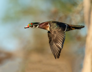 Wood Duck Drake in flight