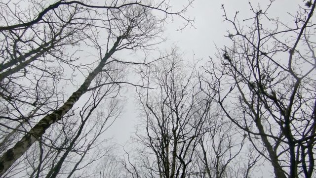 Walking in a moody scenic spring forest, looking up on dark tree tops. Slow motion.