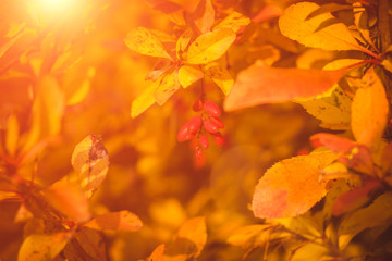 barberry berries close-up. harvest of useful berries for weight loss, for a diet selective focus