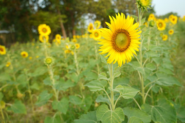 Beautiful Sunflower field white nature background.