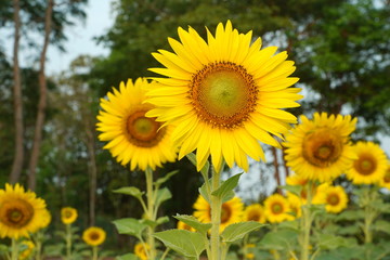 Beautiful Sunflower field white nature background.