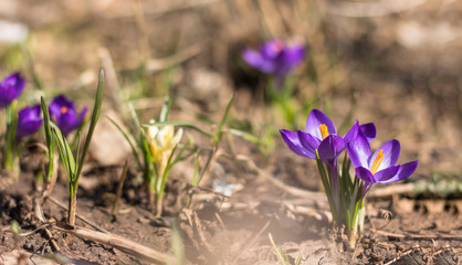 purple Crocus flowers in bright spring sun with blurred background soft focus