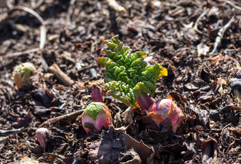 Obraz premium a young rhubarb plant, a leaf with a Bud in the garden in spring
