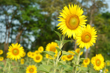 Beautiful Sunflower field white nature background.