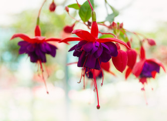 Beautiful fuchsia purple flowers
