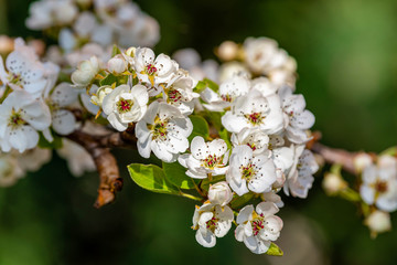 Blooming spring garden. Flowering branch of fruit tree.