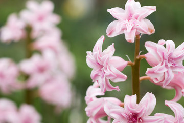 Pink terry hyacinth blossoms in the spring garden. Hyacinthus, floral background
