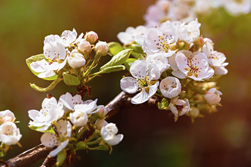 Blooming spring garden. Flowering branch of fruit tree.